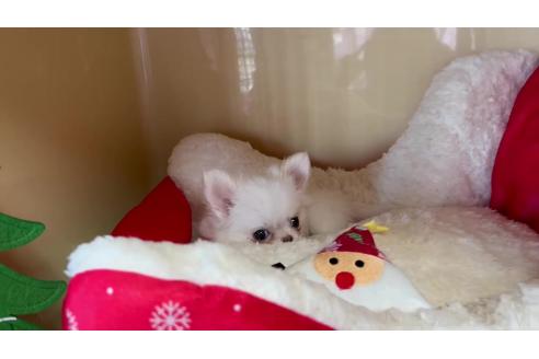成約済の群馬県のチワワ(ロングコート)-360498の4枚目